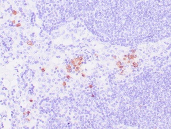 Immunohistochemistry (IHC) : Human tonsil stained with anti-CD57 antibody using peroxidase-conjugate and DAB chromogen. Note intense cell membrane staining of natural killer cells.