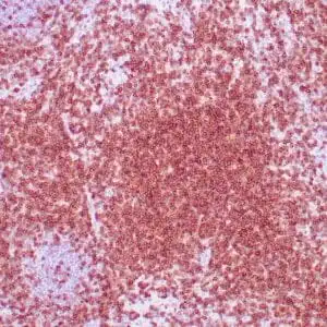 Immunohistochemistry (IHC) : Human lymph node stained with anti-CD7antibody using peroxidase-conjugate and DAB chromogen. Note cell membrane staining of perifollicular T-cells cells.