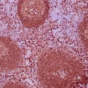 Immunohistochemistry (IHC) : Human tonsil stained with anti-CD79a antibody using peroxidase-conjugate and DAB chromogen. Note the cytoplasmic staining of follicular center and parafollicular B-cells.