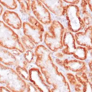 Immunohistochemistry (IHC) : Human kidney stained with anti-Erythropoietin antibody using peroxidase-conjugate and DAB chromogen. Note cytoplasmic staining of tubular cells.