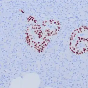 Immunohistochemistry (IHC) : Formalin-fixed, paraffin-embedded human pancreas stained with anti-INSM1 antibody using peroxidase-conjugate and DAB chromogen Note the nuclear staining of islet cells