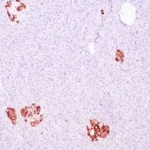 Immunohistochemistry (IHC) : Human pancreas stained with anti-Insulin antibody using peroxidase-conjugate and DAB chromogen. Note the cytoplasmic staining of islet cells.