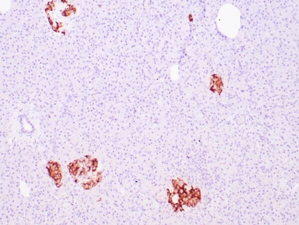 Immunohistochemistry (IHC) : Human pancreas stained with anti-Insulin antibody using peroxidase-conjugate and DAB chromogen. Note the cytoplasmic staining of islet cells.