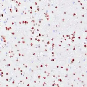 Immunohistochemistry (IHC) : Human cerebellum stained with anti-NeuN antibody using peroxidase-conjugate and DAB chromogen. Note nuclear staining of granular neuronal cells.