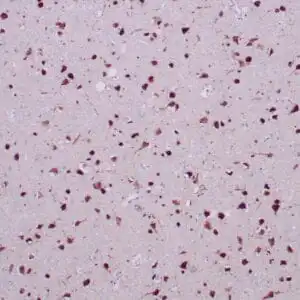 Immunohistochemistry (IHC) : Formalin-fixed, paraffin-embedded human cerebrum stained with anti-NeuN antibody using peroxidase-conjugate and DAB chromogen. Note nuclear staining of granular neuronal cells