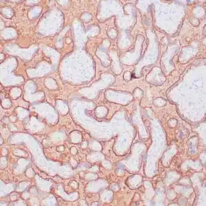 Immunohistochemistry (IHC) : Human placenta stained with anti-PLAP antibody using peroxidase-conjugate and DAB chromogen. Note the membrane staining of trophoblasts..