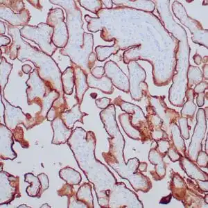 Immunohistochemistry (IHC) : Human placenta stained with anti-PLAP antibody using peroxidase-conjugate and DAB chromogen. Note the membrane staining of trophoblasts..