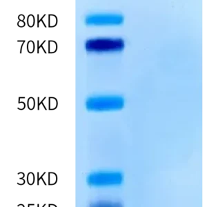 Human CD206/MMR Protein 7112