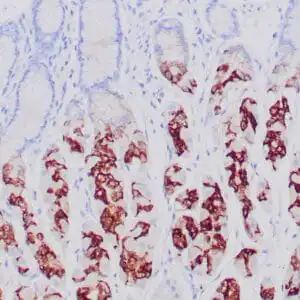Immunohistochemistry (IHC) : Human gastric mucosa stained with anti-MUC-6 antibody using peroxidase-conjugate and DAB chromogen. Note the cytoplasmic staining of glandular cells.