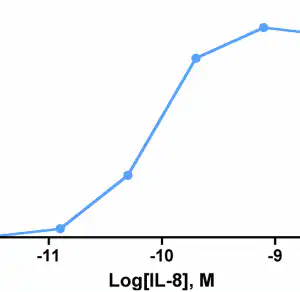 Migration Assay: Cells expressing recombinant CXCR1 were assayed for migration through a transwell filter at various concentrations of WT IL-8. Responses are expressed as the % of total input cells.