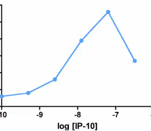 Migration Assay: Cells expressing recombinant CXCR3 were assayed for migration through a transwell filter at various concentrations of WT IP-10. Responses are expressed as the % of total input cells.