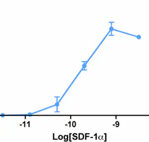 Migration Assay: Jurkat cells expressing endogenous CXCR4 were assayed for migration through a transwell filter at various concentrations of WT SDF-1α. Responses are expressed as the % of total input cells