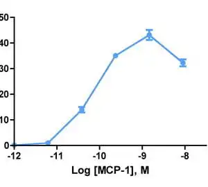 Migration Assay: Cells expressing recombinant CXCR1 were assayed for migration through a transwell filter at various concentrations of WT IL-8. Responses are expressed as the % of total input cells.