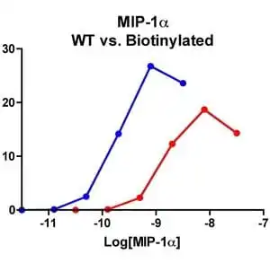 Migration Assay: Cells expressing recombinant CCR5 were assayed for migration through a transwell filter at various concentrations of WT or Biotinylated MIP-1α. Responses are expressed as the % of total input cells (Blue: wild type; Red: biotinylated).