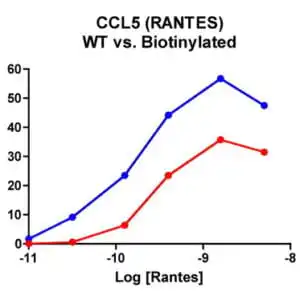 Migration Assay: Cells expressing recombinant CCR5 were assayed for migration through a transwell filter at various concentrations of WT Rantes or Biotinylated Rantes. Responses are expressed as the % of total input cells (Blue: wild type; Red: biotinylated).