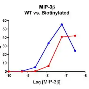 Migration Assay: Cells expressing recombinant CCR7 were assayed for migration through a transwell filter at various concentrations of WT or Biotinylated MIP-3β. Responses are expressed as the % of total input cells (Blue: wild type; Red: biotinylated).