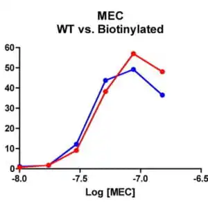 Migration Assay: Cells expressing recombinant CCR10 were assayed for migration through a transwell filter at various concentrations of WT or Biotinylated MEC. Responses are expressed as the % of total input cells (Blue: wild type; Red: biotinylated).