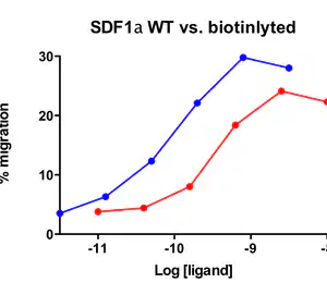 Migration induced by SDF-1α Jurkat cells expressing endogenous CXCR4 were assayed for migration through the Transwell bare filter at various concentrations of SDF1α. The response is expressed as the % of total input cells (Blue: wild type; Red: biotinylated).