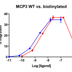 Migration Assay: Cells expressing recombinant CCR2 were assayed for migration through the Transwell bare filter at various concentrations of MCP-3. The response is expressed as the % of total input cells (Blue: wild type; Red: biotinylated).