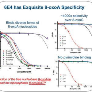 Description Determined by a competitive inhibition ELISA with nucleoside variants. The %B/B0 is plotted as a function of the concentration (nM) of the indicated competitor. 100% B/B0 indicates no inhibition by the indicated competitor.