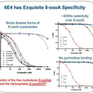 Description Determined by a competitive inhibition ELISA with nucleoside variants. The %B/B0 is plotted as a function of the concentration (nM) of the indicated competitor. 100% B/B0 indicates no inhibition by the indicated competitor.
