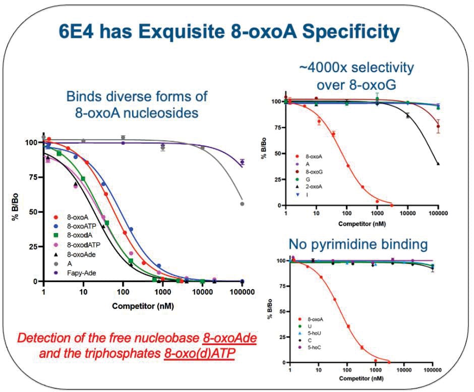Description Determined by a competitive inhibition ELISA with nucleoside variants. The %B/B0 is plotted as a function of the concentration (nM) of the indicated competitor. 100% B/B0 indicates no inhibition by the indicated competitor.