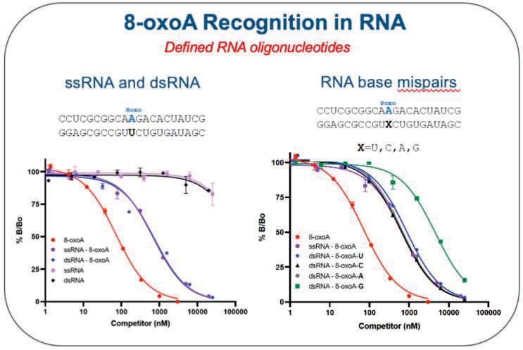 Description Selectivity and Specificity of 6E4 in RNA: Binds 8-oxoA in single and double stranded RNA Recognizes 8-oxoA in RNA base mispairs with standard geometry