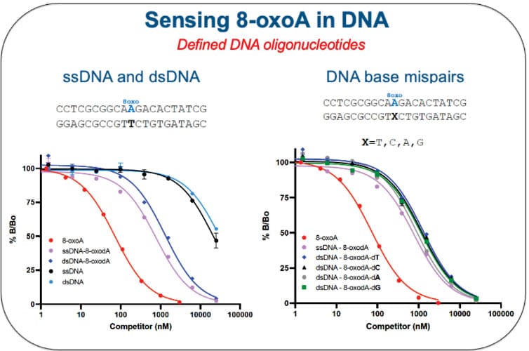 Selectivity and Specificity of 6E4 in DNA:
Binds 8-oxoA in single and double stranded DNA
Recognizes 8-oxoA in all DNA base mispairs