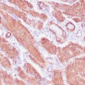 mouse anti-Actin, Muscle Specific (MSA) monoclonal antibody (HHF35) 6011