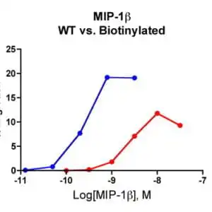 Cells expressing recombinant CCR5 were assayed for migration through a transwell filter at various concentrations of WT or Biotinylated MIP-1β. Responses are expressed as the % of total input cells (Blue: wild type; Red: biotinylated).