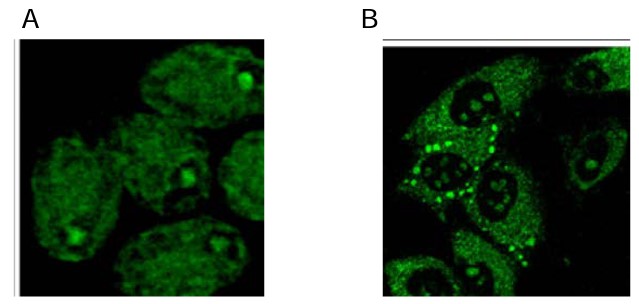 Distribution of 8-oxoG in (A) H2O2-treated Chlamydomonas and (B) Arsenite-treated HeLIamge generated William Zearges, Concordia University.