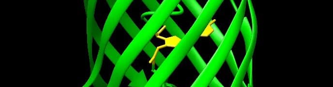 GFP antibodies