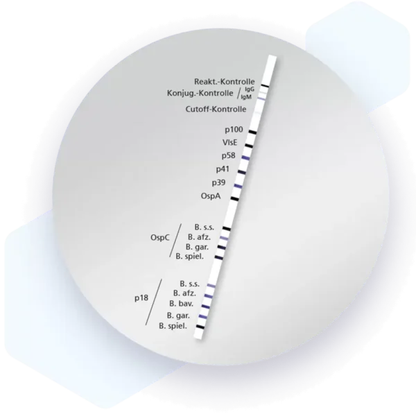 Human Borrelia IgM Lateral flow dipstick kit 4273