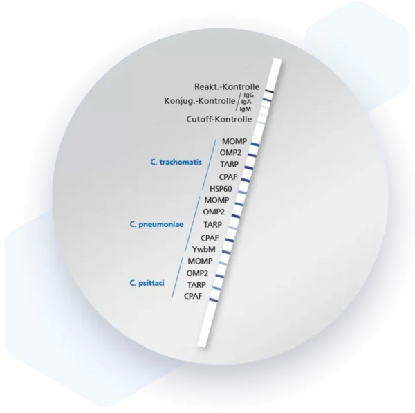 Human Chlamydia IgG Lateral flow dipstick kit 6172