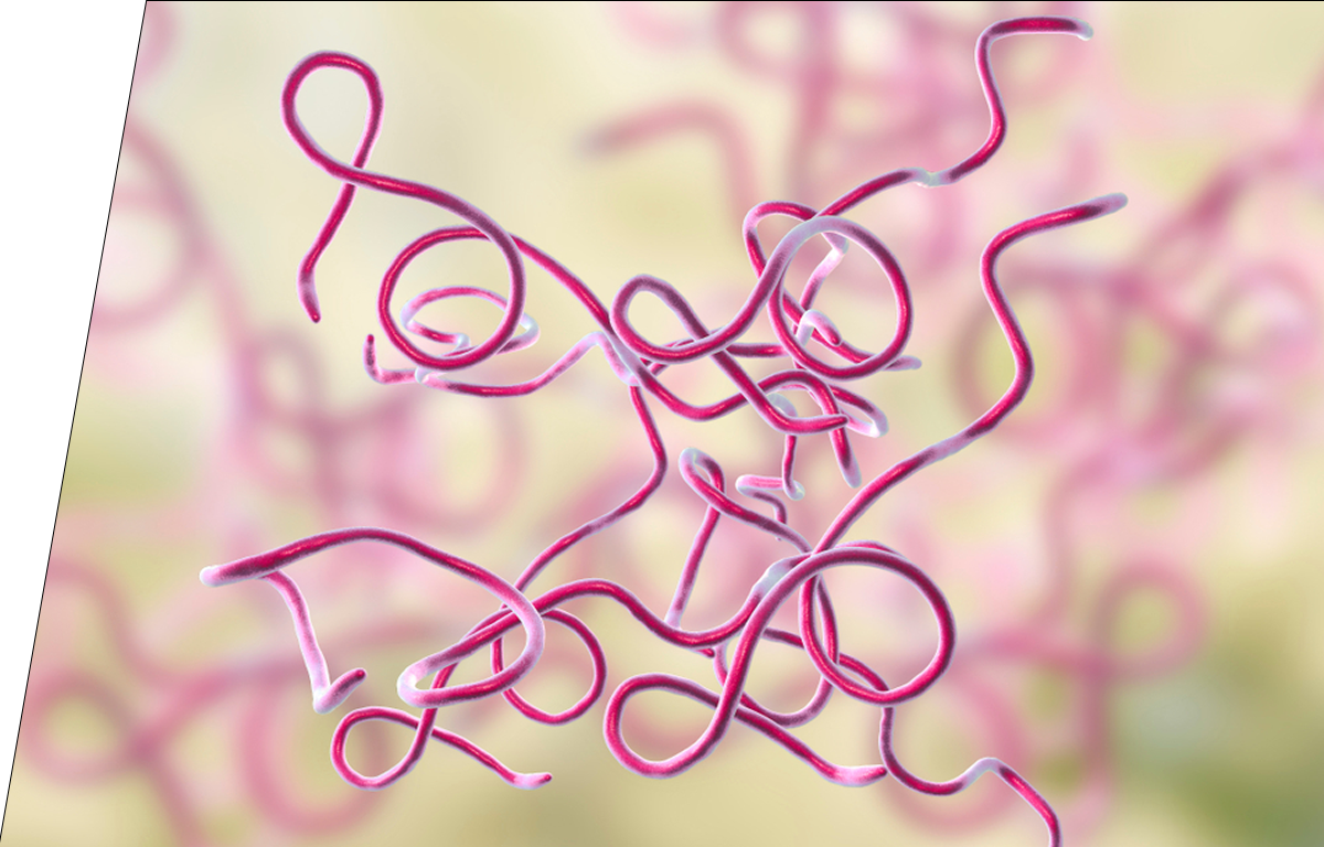 Borrelia (Lyme disease) - IVD ELISA kits for research