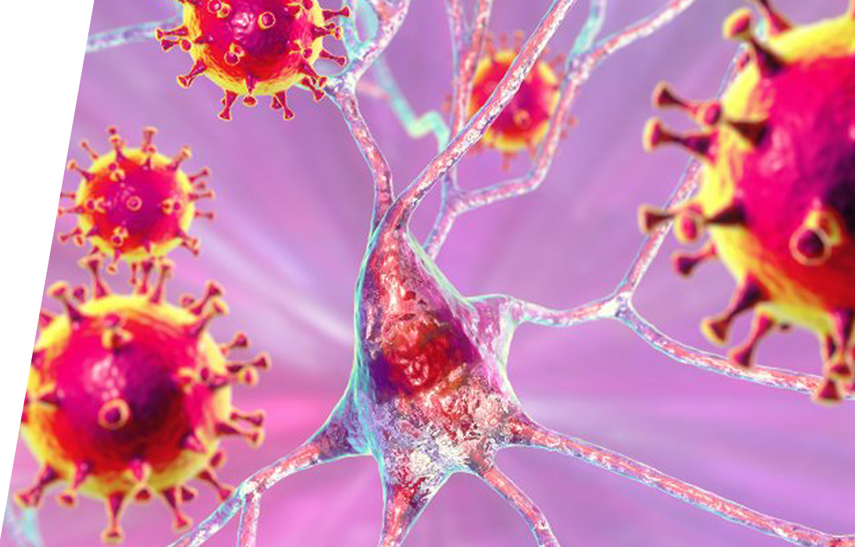 Herpes Simplex virus - IVD ELISA kits for research