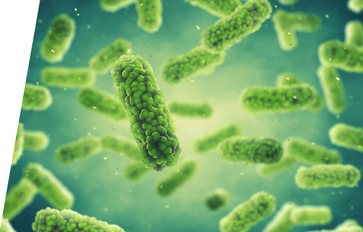 Bordetella - IVD ELISA kits for research