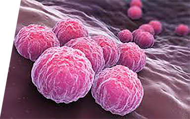 Chlamydia - IVD ELISA kits for research