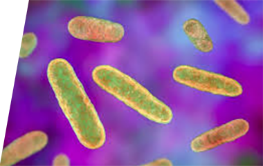Coxiella - IVD ELISA kits for research
