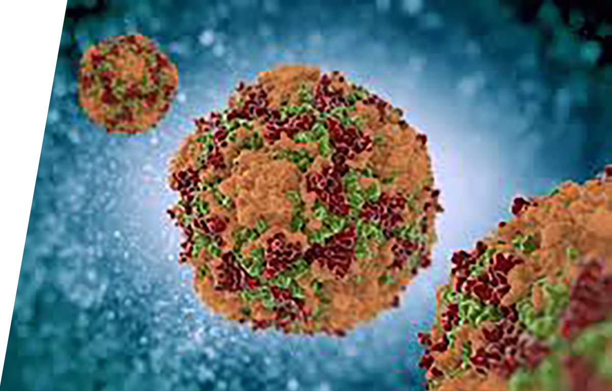 Coxsackievirus - IVD ELISA kits for research