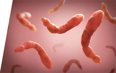 Echinococcus - IVD ELISA kits for research