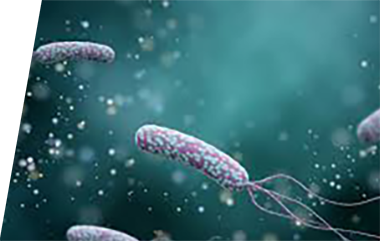 Helicobacter - IVD ELISA kits for research