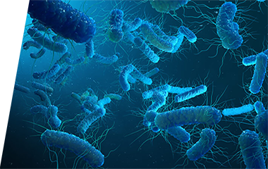 Legionella - IVD ELISA kits for research