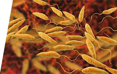 Leishmania - IVD ELISA kits for research