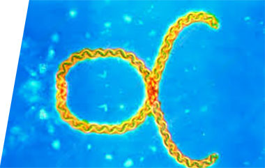 Leptospira - IVD ELISA kits for research