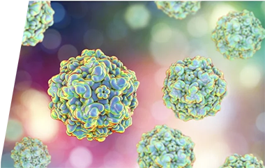 Parvovirus - IVD ELISA kits for research