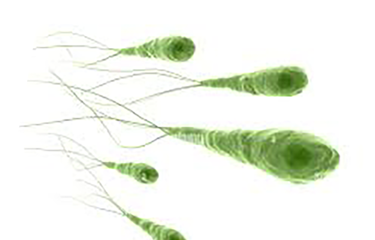 Tetanus - IVD ELISA kits for research