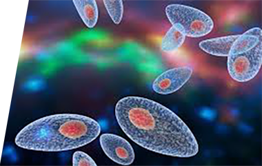 Toxoplasma - IVD ELISA kits for research