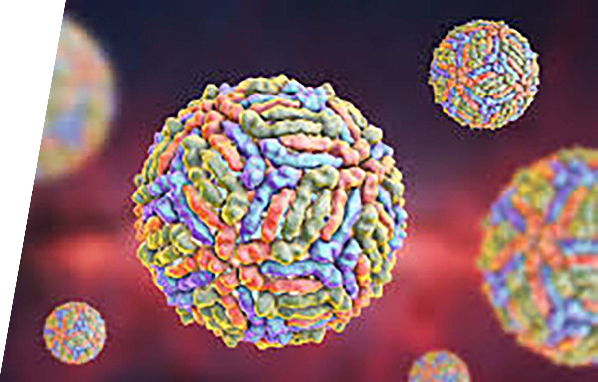 West Nile Virus - IVD ELISA kits for research